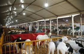 Ferme de moutons Ladoum et Azawate